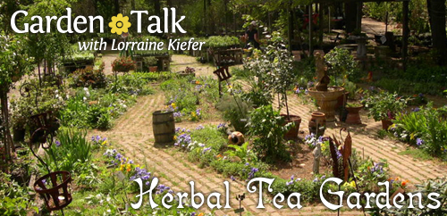 Cape May Garden Talk - Herbal Tea Gardens  - Lorraine Kiefer