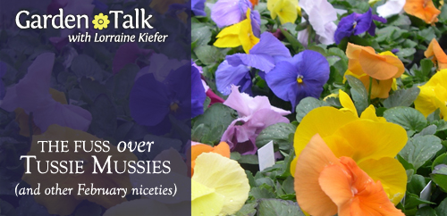 The Fuss over Tussie Mussies - Garden Talk with Lorraine Kiefer