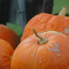 Thanksgiving's Centerpiece - The Pumpkin