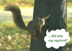 persnick_squirrel.jpg