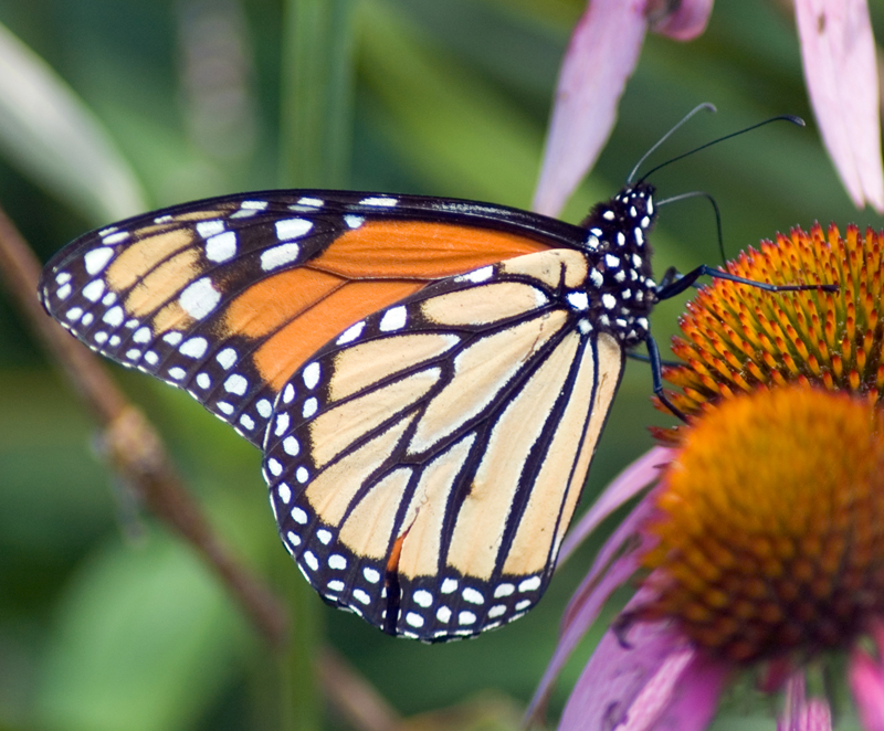 an analysis of monarch butterflies and butterfly weed an analysis of monarch butterflies and butterfly weed