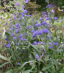 blue mist Blue mist shrub