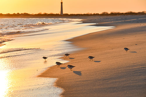 Sandpipers at the waterline at sunset with the Cape May lighthouse in the background