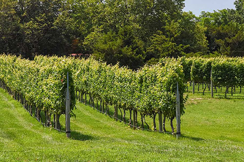Grapevines in a vineyard