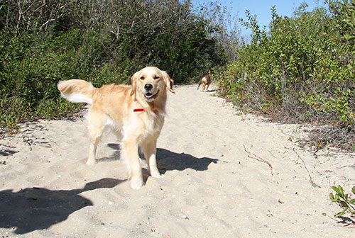 Dog friendly things to do in Cape May