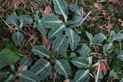 Rattlesnake plaintain pinelands plant