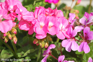 Photo by Denise Cashin