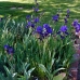 irises