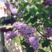 lilacs2