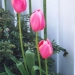 tulips2