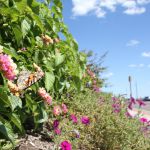 Butterflies in Cape May 9/10/2012 