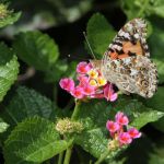 Butterflies in Cape May 9/10/2012 