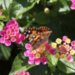 Butterflies in Cape May 9/10/2012 
