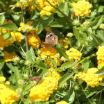 Butterflies in Cape May 9/10/2012 