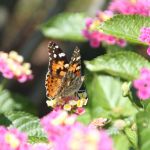 Butterflies in Cape May 9/10/2012 