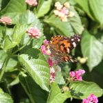 Butterflies in Cape May 9/10/2012 