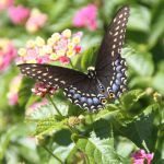 Butterflies in Cape May 9/10/2012 