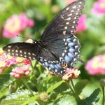 Butterflies in Cape May 9/10/2012 