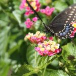 Butterflies in Cape May 9/10/2012 