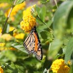 Butterflies in Cape May 9/10/2012 