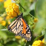 Butterflies in Cape May 9/10/2012 