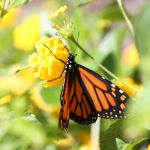 Butterflies in Cape May 9/10/2012 