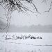 birds-on-seagrove-ssnow-12-26