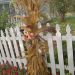 pic-cornstalk