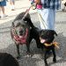 2011-mutt-strut-011