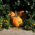 Pumkins on the Mall 2012