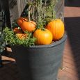 Pumkins on the Mall 2012