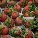 2011-strawberry-fest-003