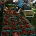 2011-strawberry-fest-015