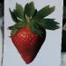2011-strawberry-fest-075