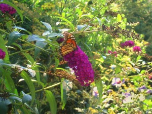 Laruen'sMonarch(3) Monarch Butterfly