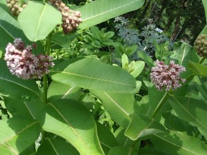 milkweed blooms Milkweed blooms