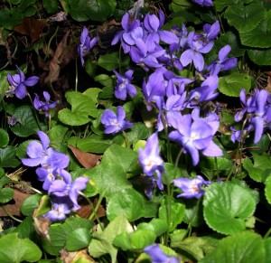 viola odorata Spring violets are host plants.