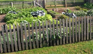 fall garden