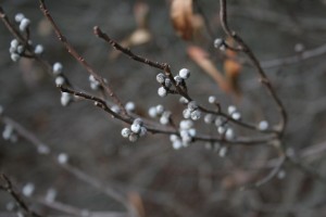 bayberry