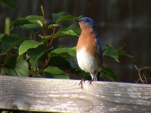bluebird