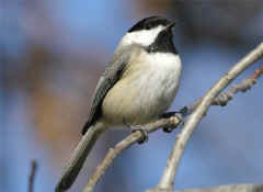 chickadee_small