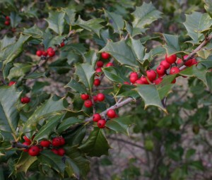 red holly