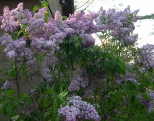 lilac in sun