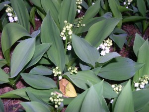 lily of valley