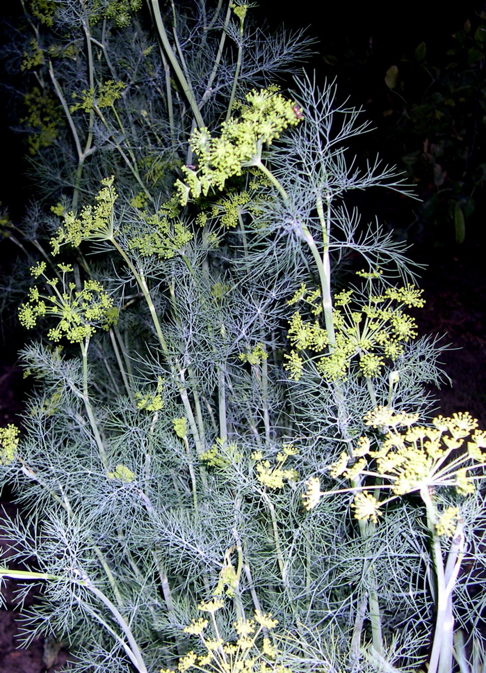 fennel or dill Blog