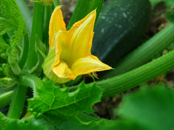 zucchini-blossom