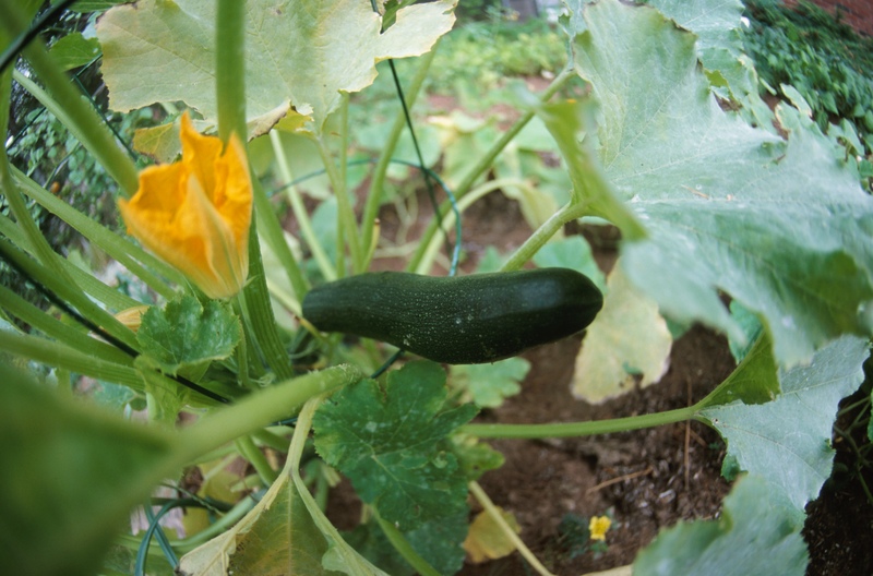 zucchini2