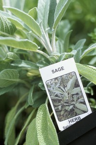 sage