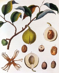 nutmeg