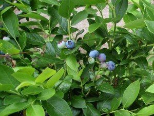 blueberries